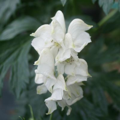 Aconitum napellus Album