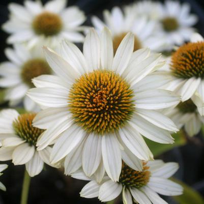 Echinacea purpurea Fragrant Angel