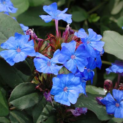 Ceratostigma plumbaginoides 