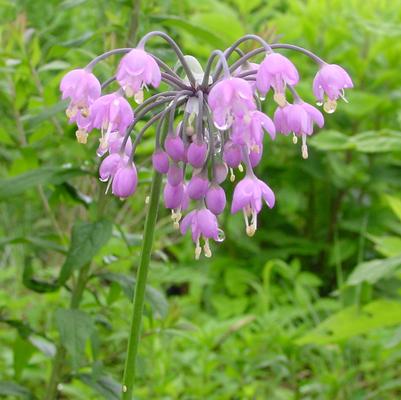 Allium cernuum 