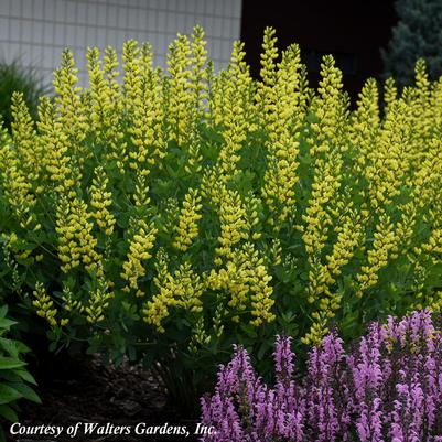 Baptisia australis American Goldfinch