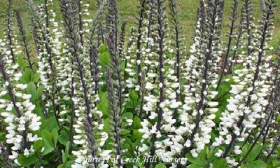 Baptisia alba Ivory Towers