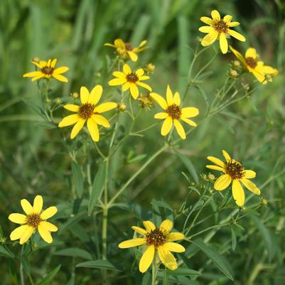 Coreopsis tripteris Gold Standard