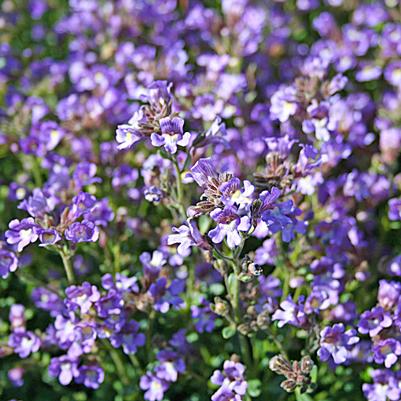 Chaenorhinum origanifolium Blue Dream