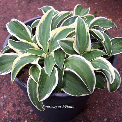 Hosta Funny Mouse