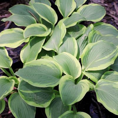 Hosta Glad Rags