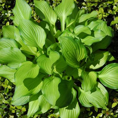 Hosta Hoosier Harmony