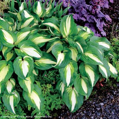 Hosta Raspberry Sundae
