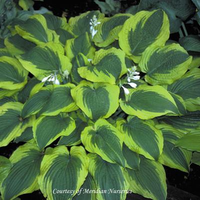 Hosta Satisfaction