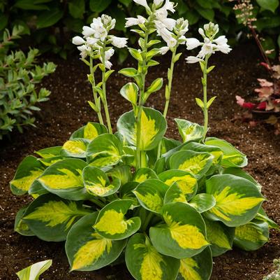 Hosta Sunset Grooves