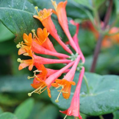 Lonicera sempervirens Magnifica