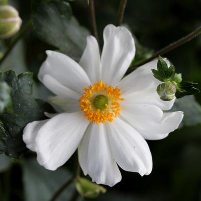 Anemone Snow Angel
