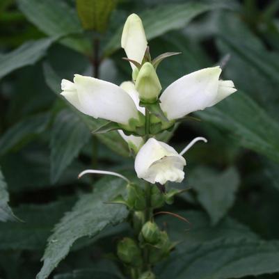 Chelone glabra Black Ace