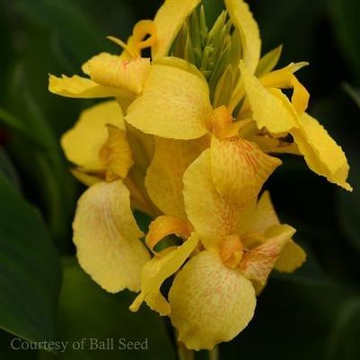 Canna Cannova Yellow