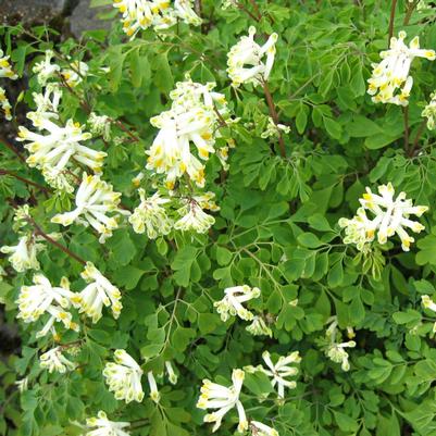Corydalis ochroleuca 