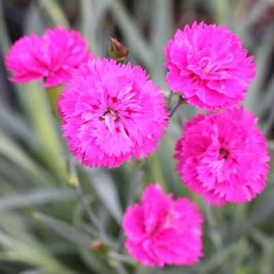 Dianthus gratianopolitanus Pink Fire