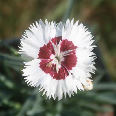 Dianthus Stargazer