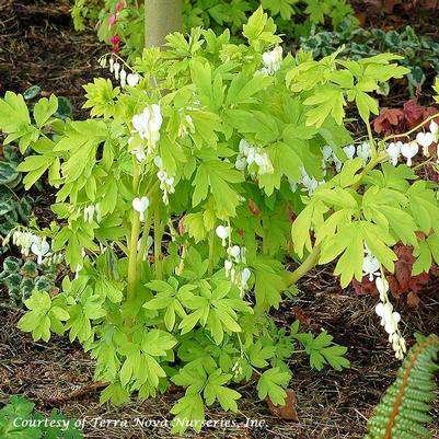 Dicentra spectabilis White Gold