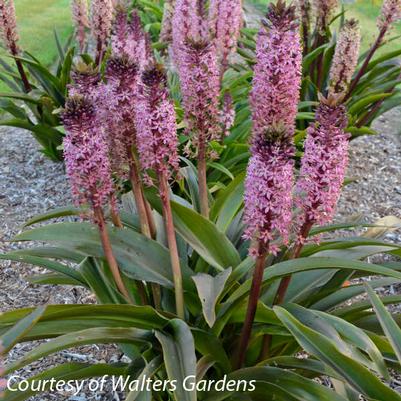 Eucomis African Night