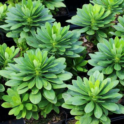 Euphorbia robbiae 