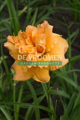 Hemerocallis Isabella Marafi