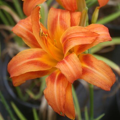 Hemerocallis Kwanso