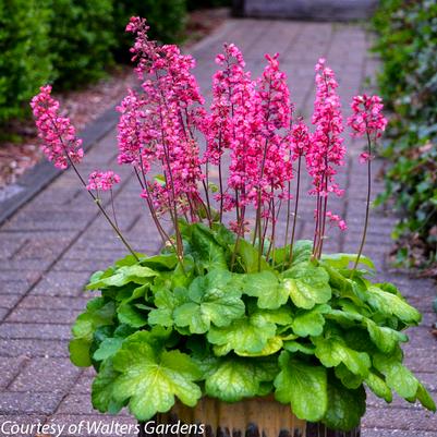 Heuchera Timeless Glow