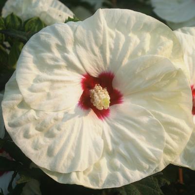 Hibiscus moscheutos French Vanilla