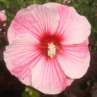 Hibiscus Starry Night