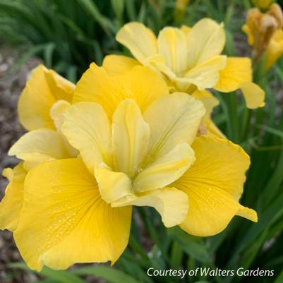 Iris sibirica Sunfisher