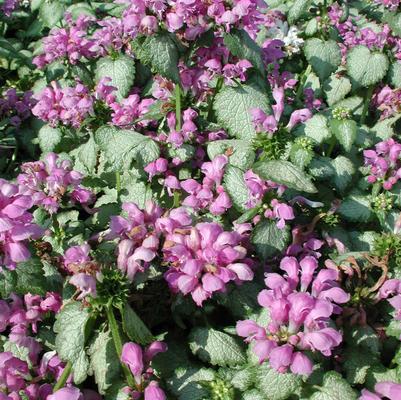 Lamium maculatum Orchid Frost