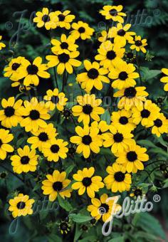 Rudbeckia triloba Blackjack Gold