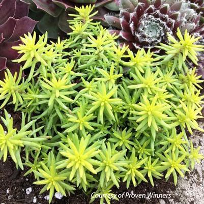 Sedum rupestre Sunsparkler Angelina's Teacup