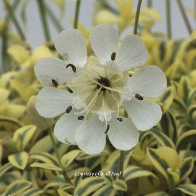 Silene uniflora Druett's Variegated