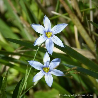 Sisyrinchium angustifolium Suwannee