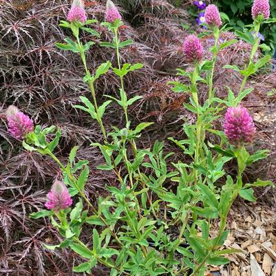 Trifolium rubens 