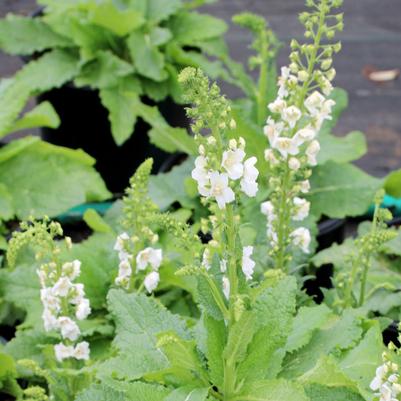 Verbascum phoenicum Flush of White