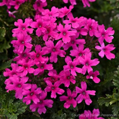 Verbena canadensis Homestead Hot Pink