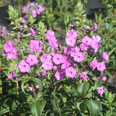 Phlox maculata 