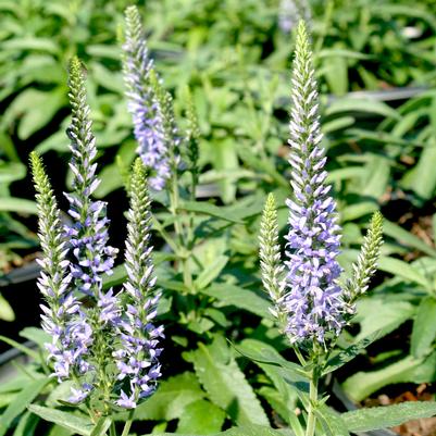 Veronica spicata Moody Blues Sky Blue