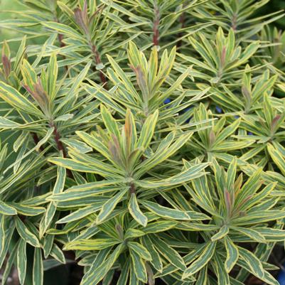 Euphorbia martinii Ascot Rainbow