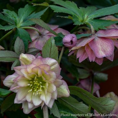 Helleborus Mother of the Bride