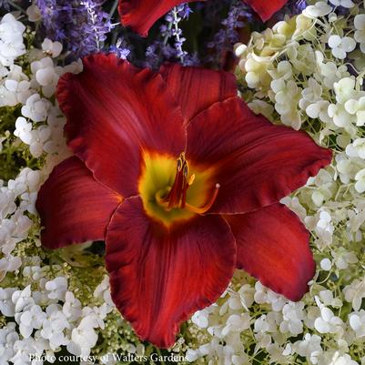 Hemerocallis Sun Dried Tomatoes