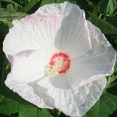 Hibiscus moscheutos Pinot Grigio