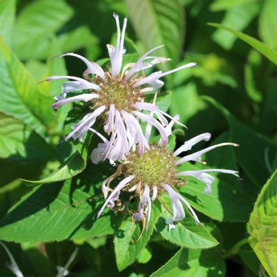 Monarda bradburiana Midnight Oil