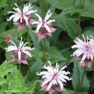 Monarda bradburiana 