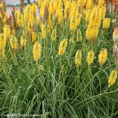 Kniphofia uvaria Gold Rush