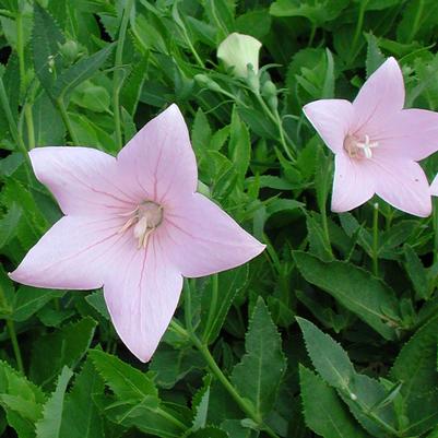 Platycodon grandiflorus Fuji Pink