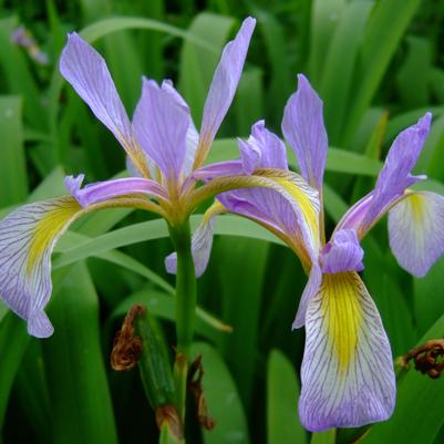 Iris virginica var. shrevai 