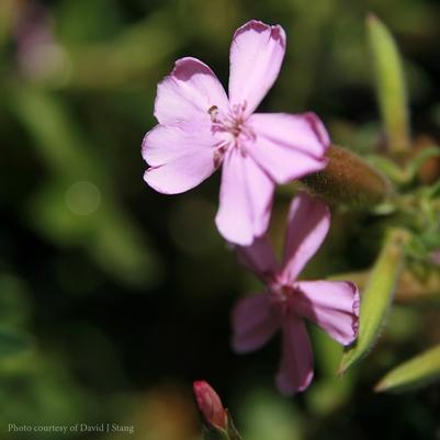 Saponaria ocymoides Max Frei